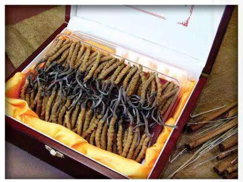 伊通冬虫夏草回收